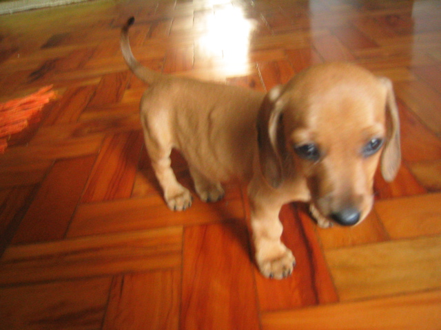 pequena e cabe&ccedil;uda