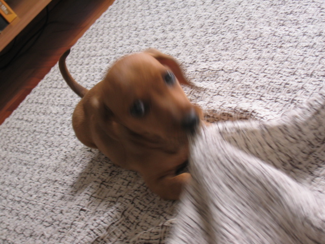 c&atilde;o l&eacute;sbico