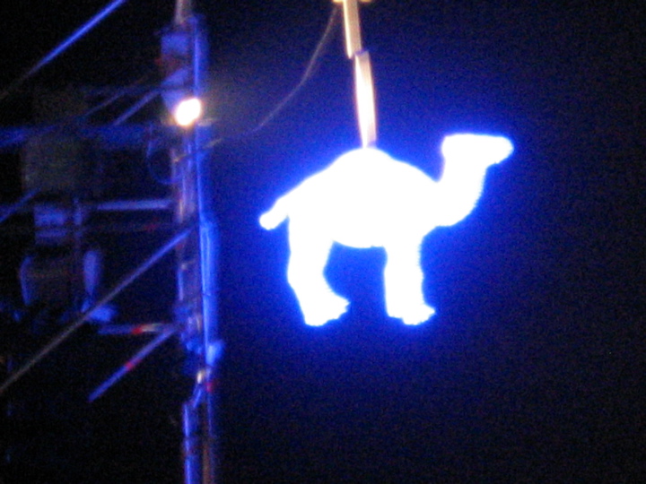 camel