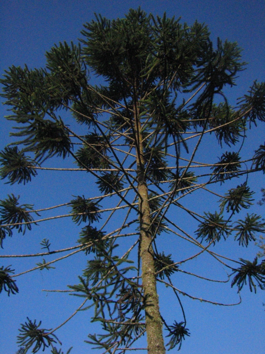 araucaria