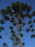 araucaria